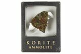 Iridescent Ammolite (Fossil Ammonite Shell) - Alberta, Canada #207136-1